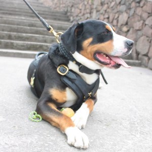 Поводок из черной кожи для зенненхунда «Amazing stroll» латунный карабин